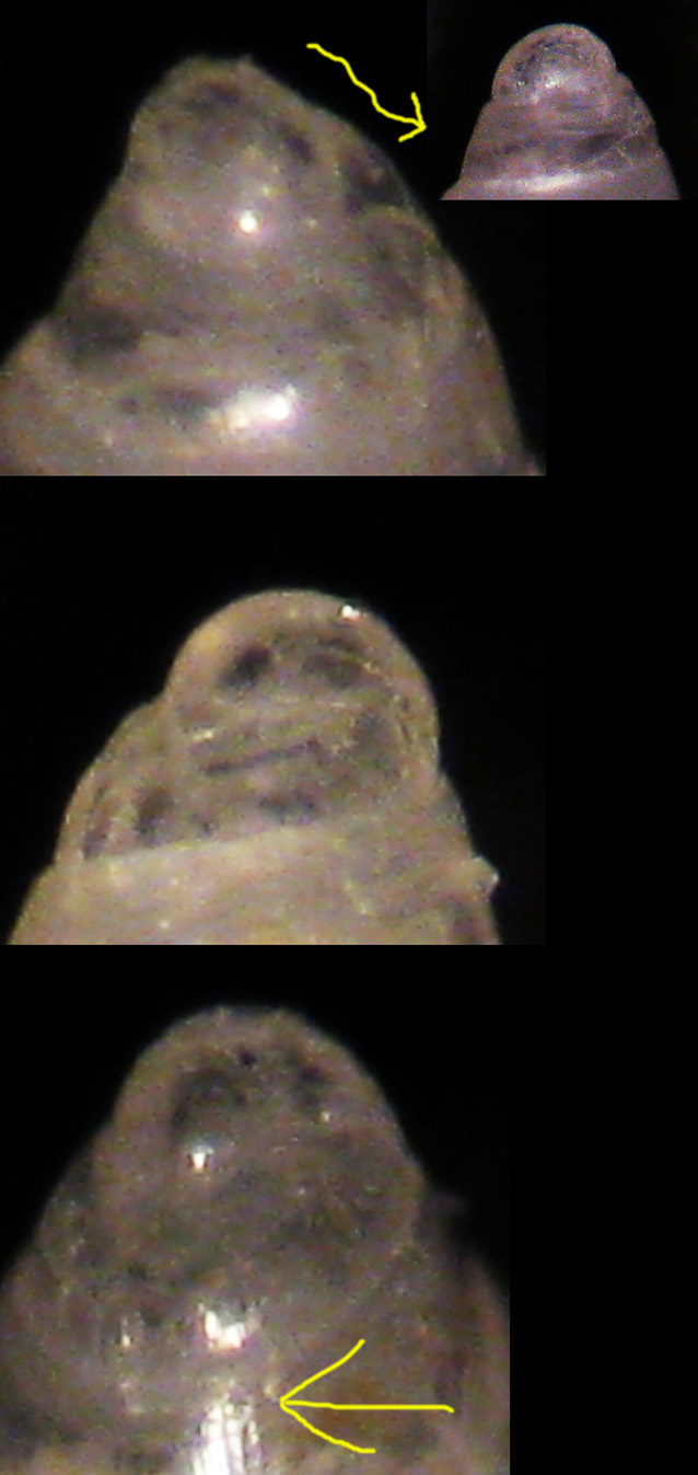 Odostomia unidentata?